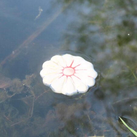Alternative view of Schwimm-Blumen für den Gartenteich - Weiß-Rot