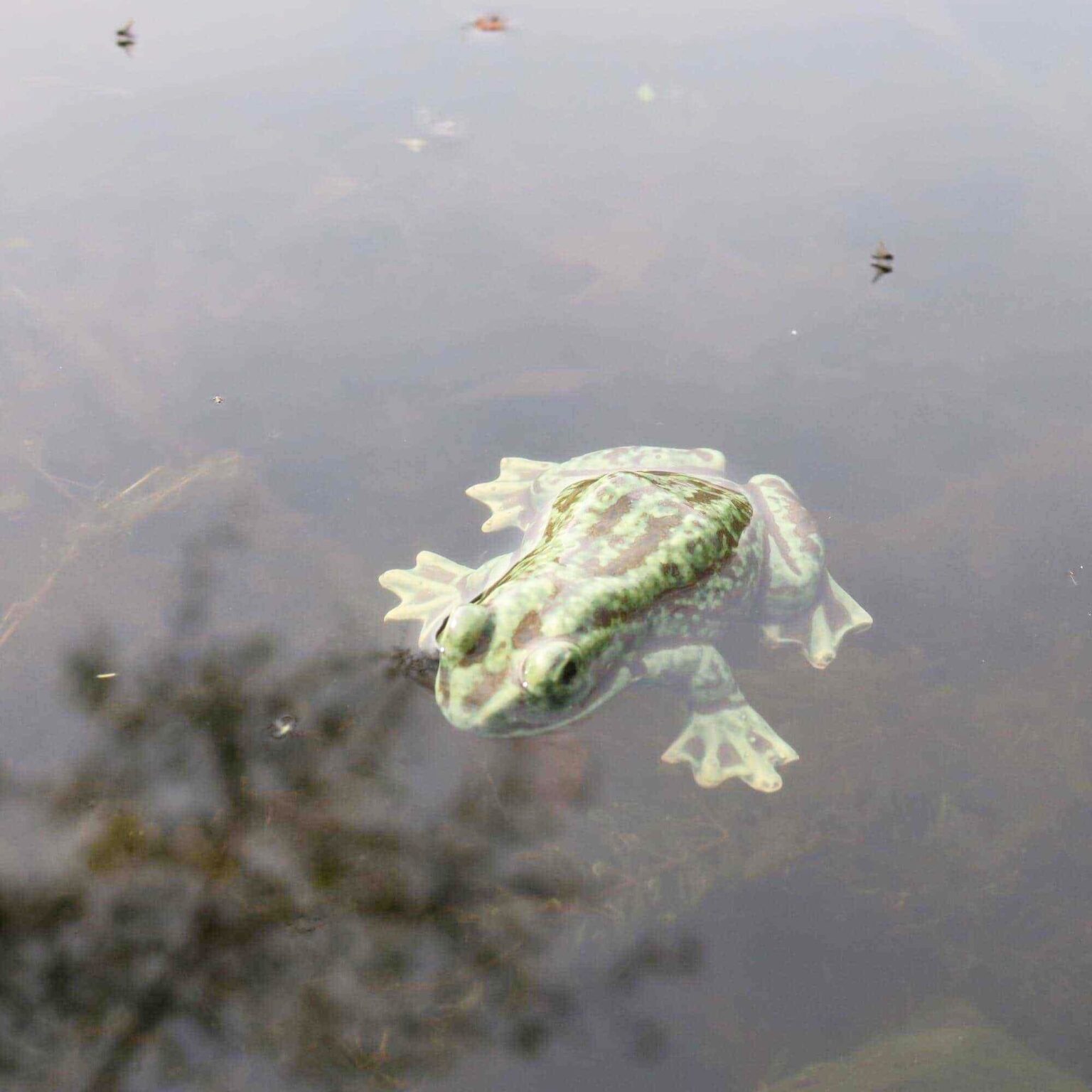 Naturnaher Keramik-Frosch für den Gartenteich 2 Naturnaher Keramik-Frosch für den Gartenteich – Bild 2