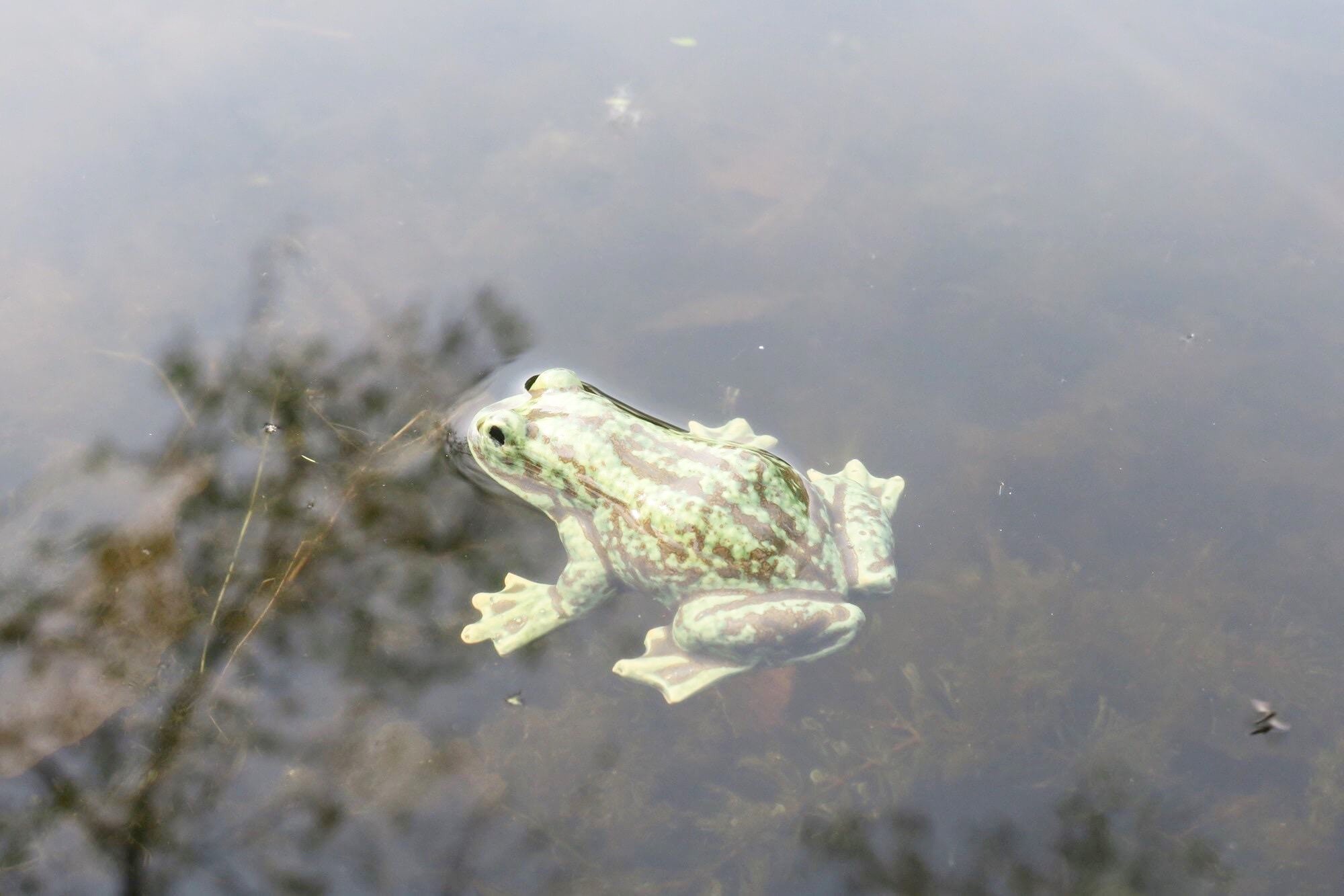 Naturnaher Keramik-Frosch für den Gartenteich 4 Naturnaher Keramik-Frosch für den Gartenteich – Bild 4