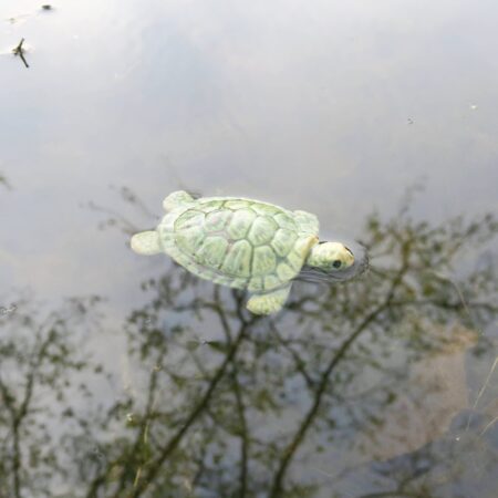 Alternative view of Süße Keramik-Schildkröte für den Gartenteich
